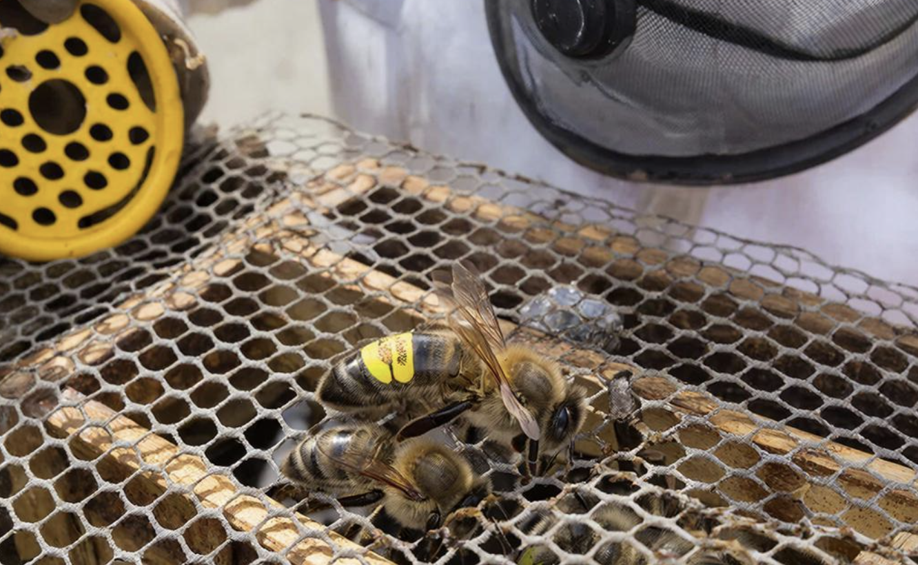 Где купить пчелопакеты в Иркутске? Продажа пчёл для начинающих пасечников