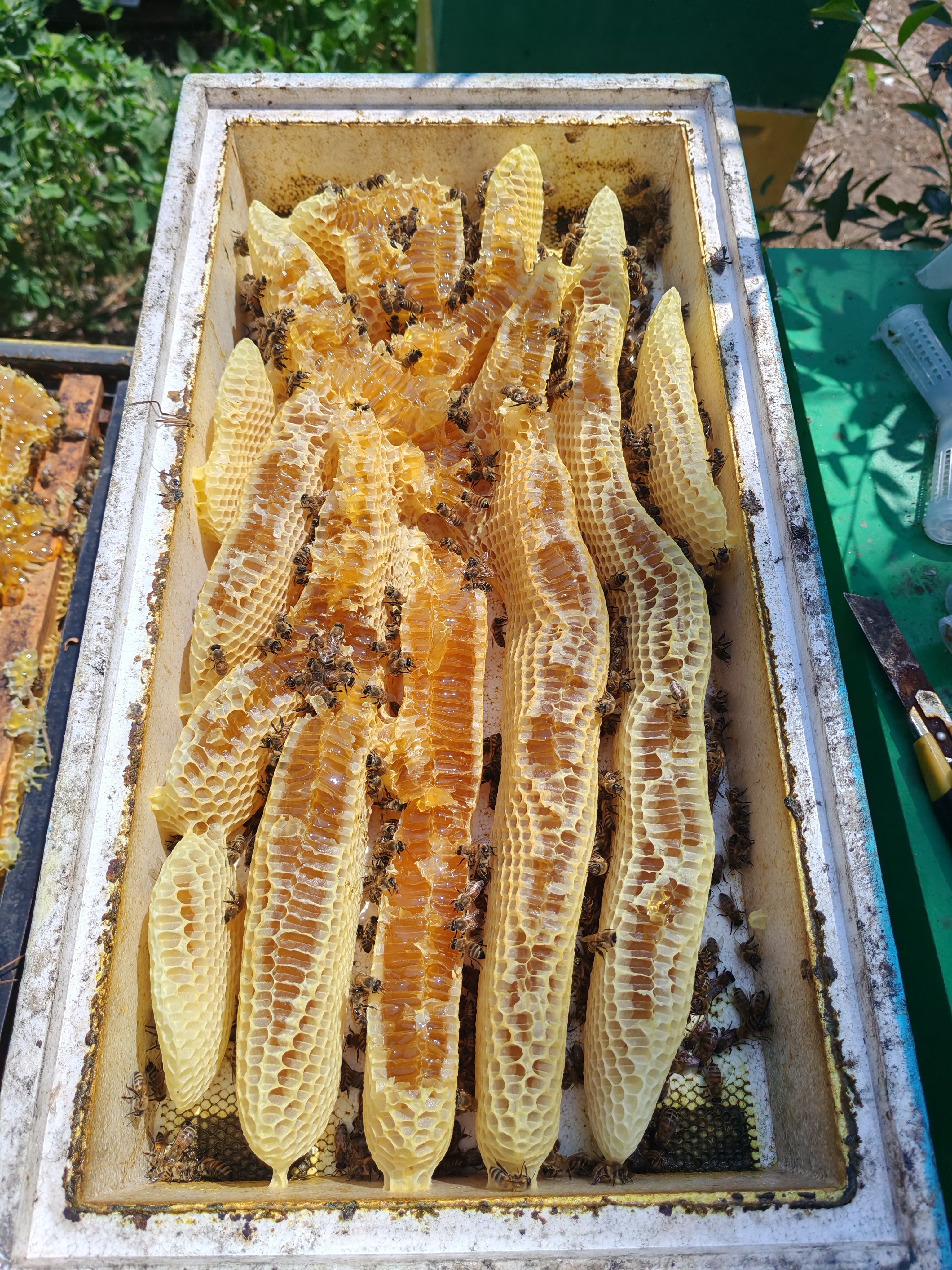 Фото пасеки