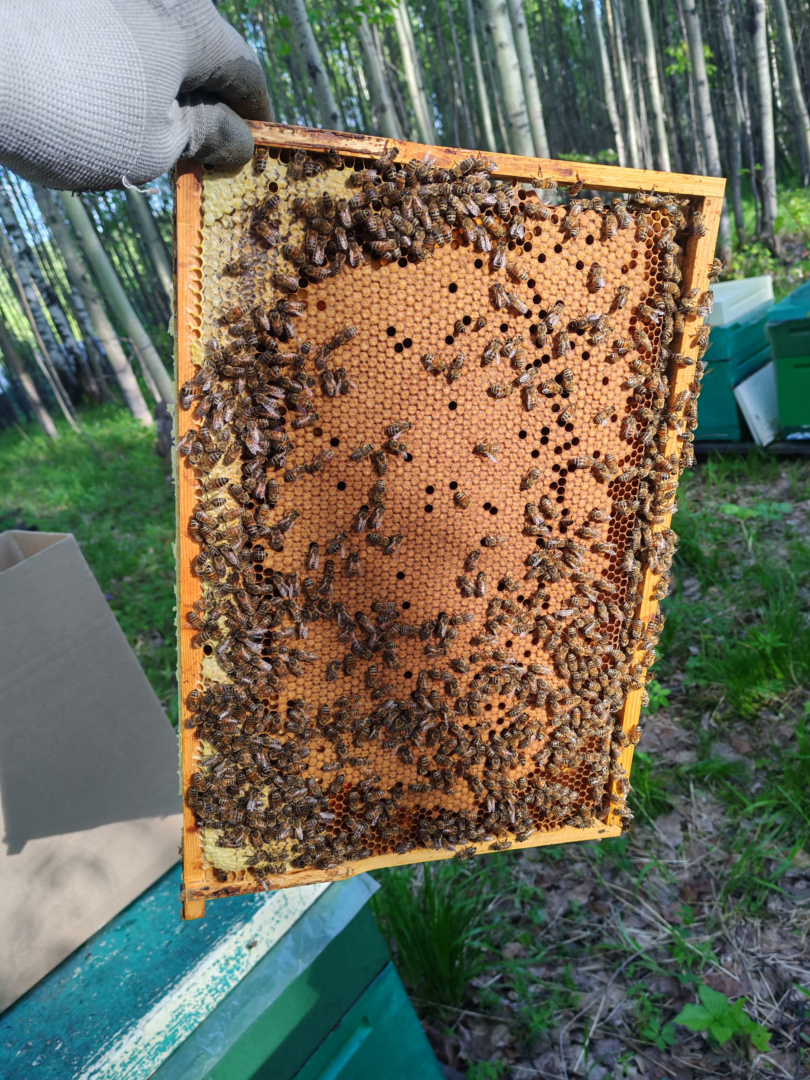 Фото пасеки