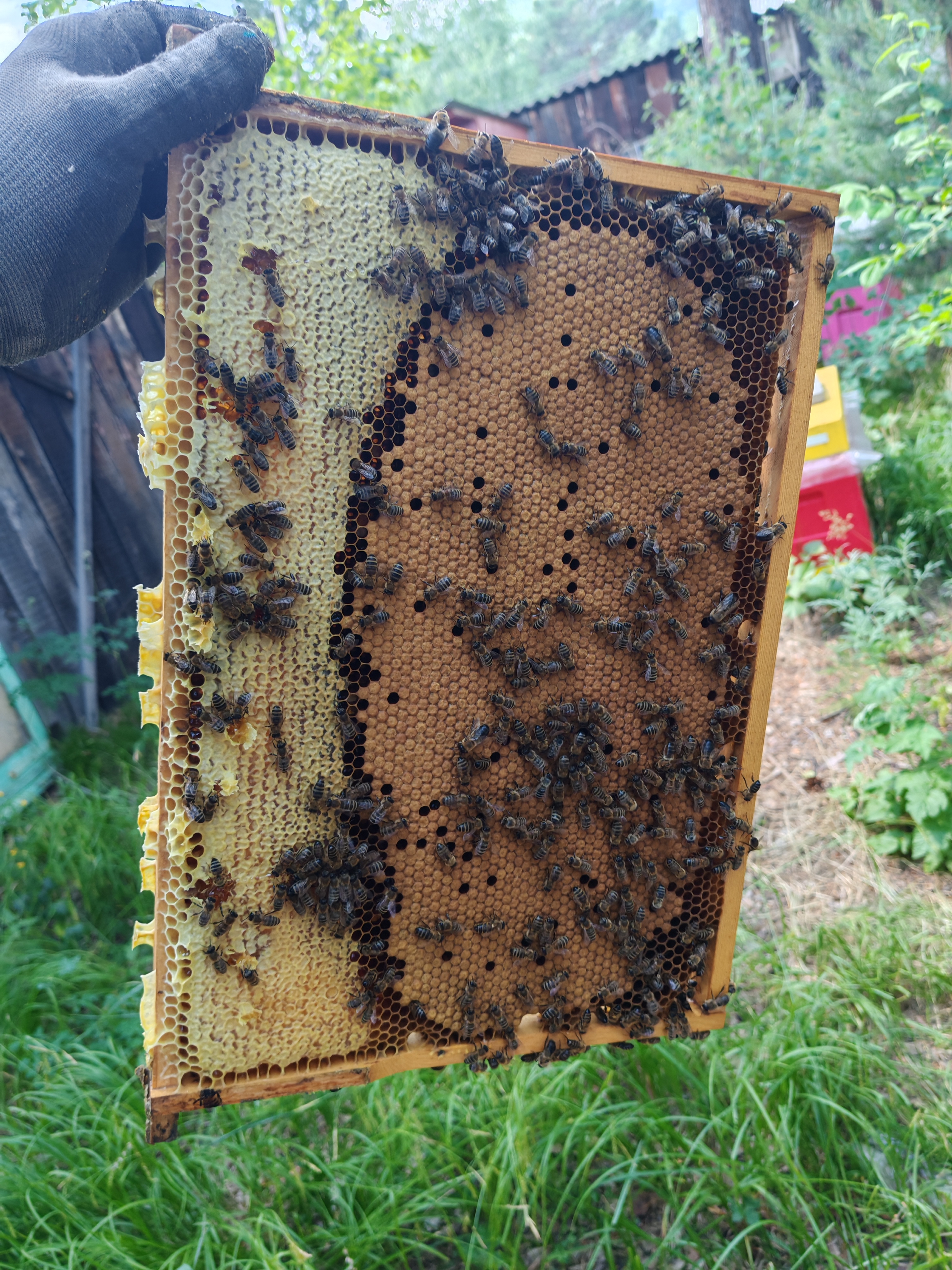 Фото пасеки