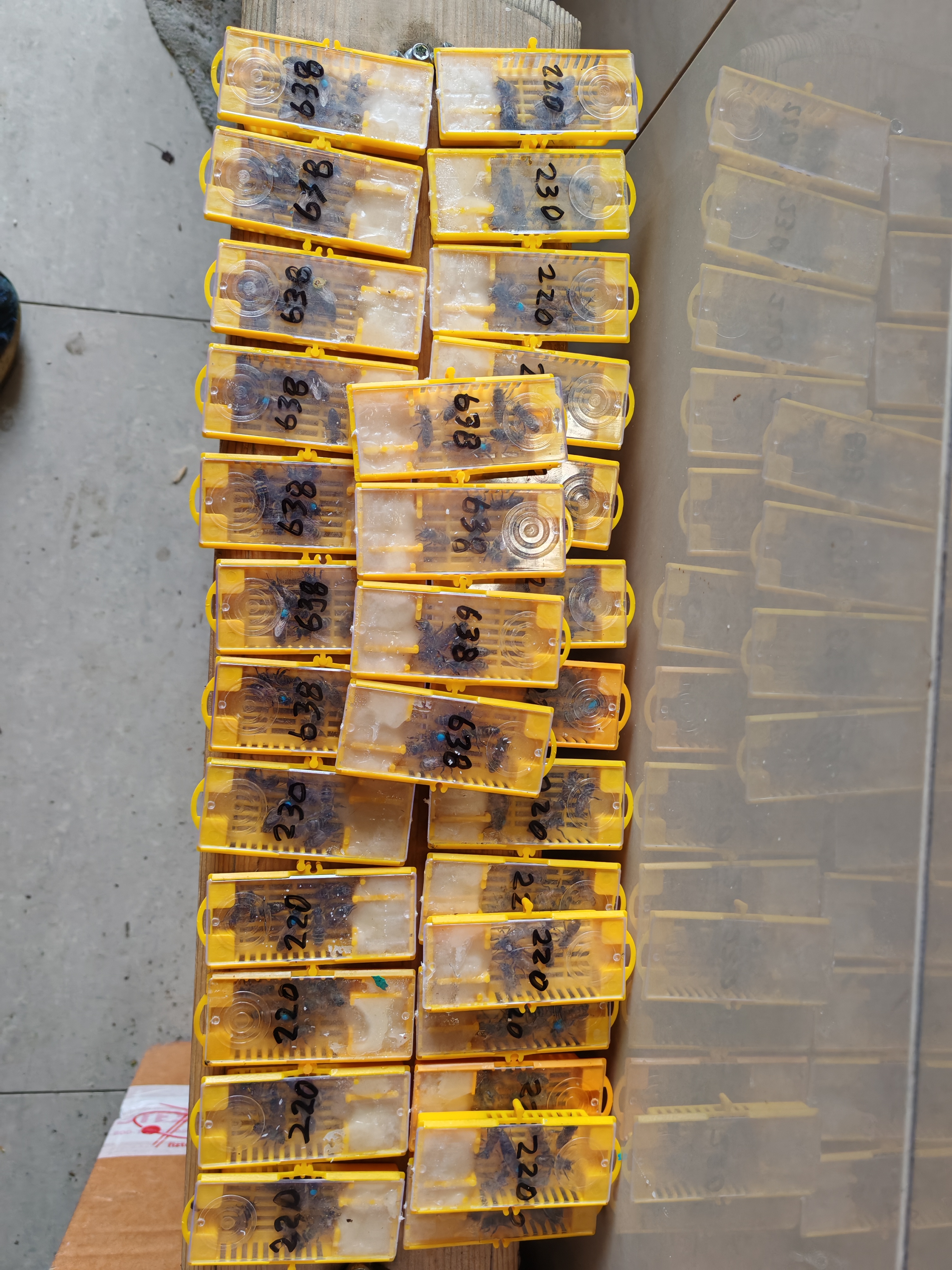 Фото пасеки