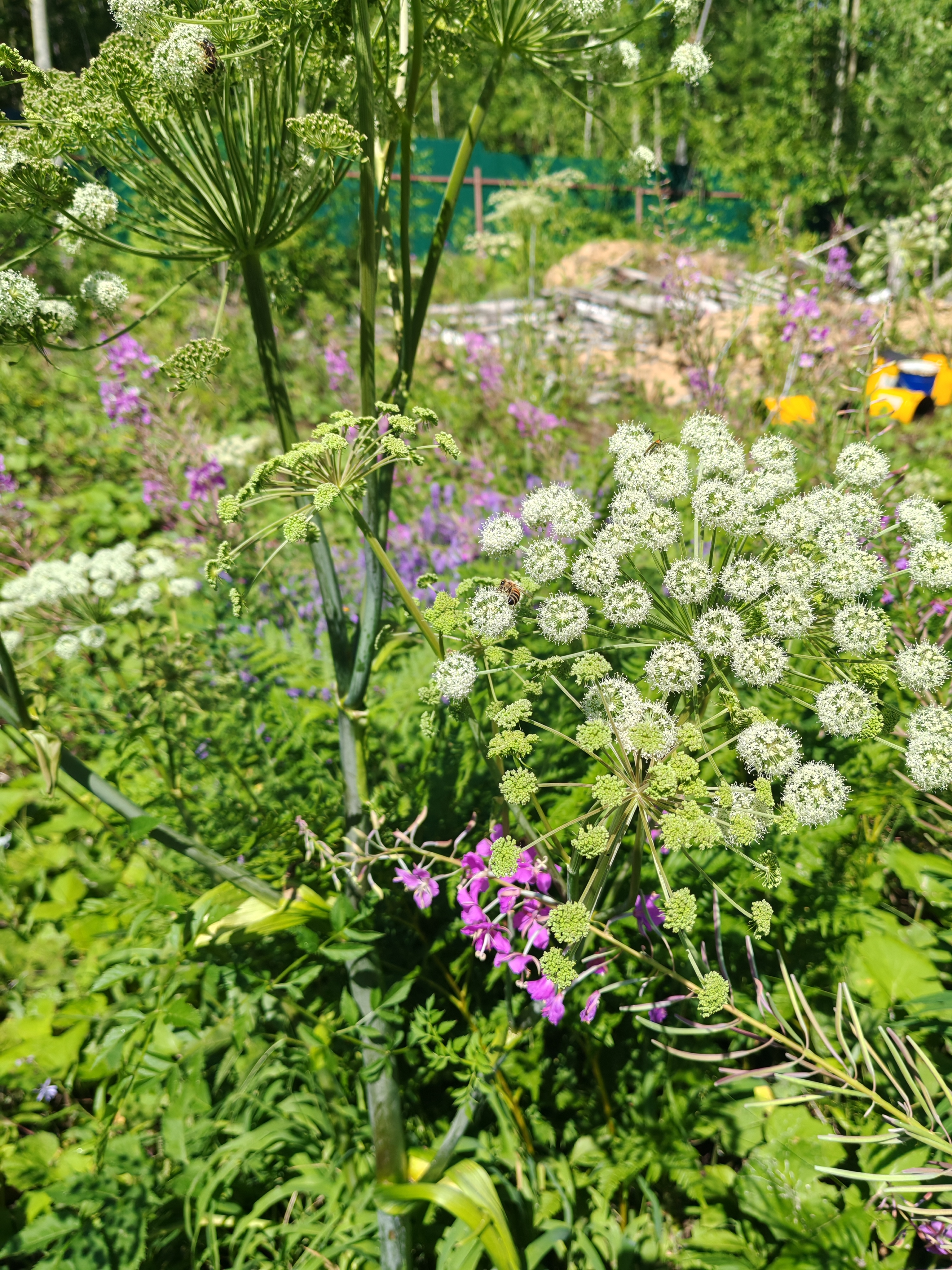 Фото пасеки