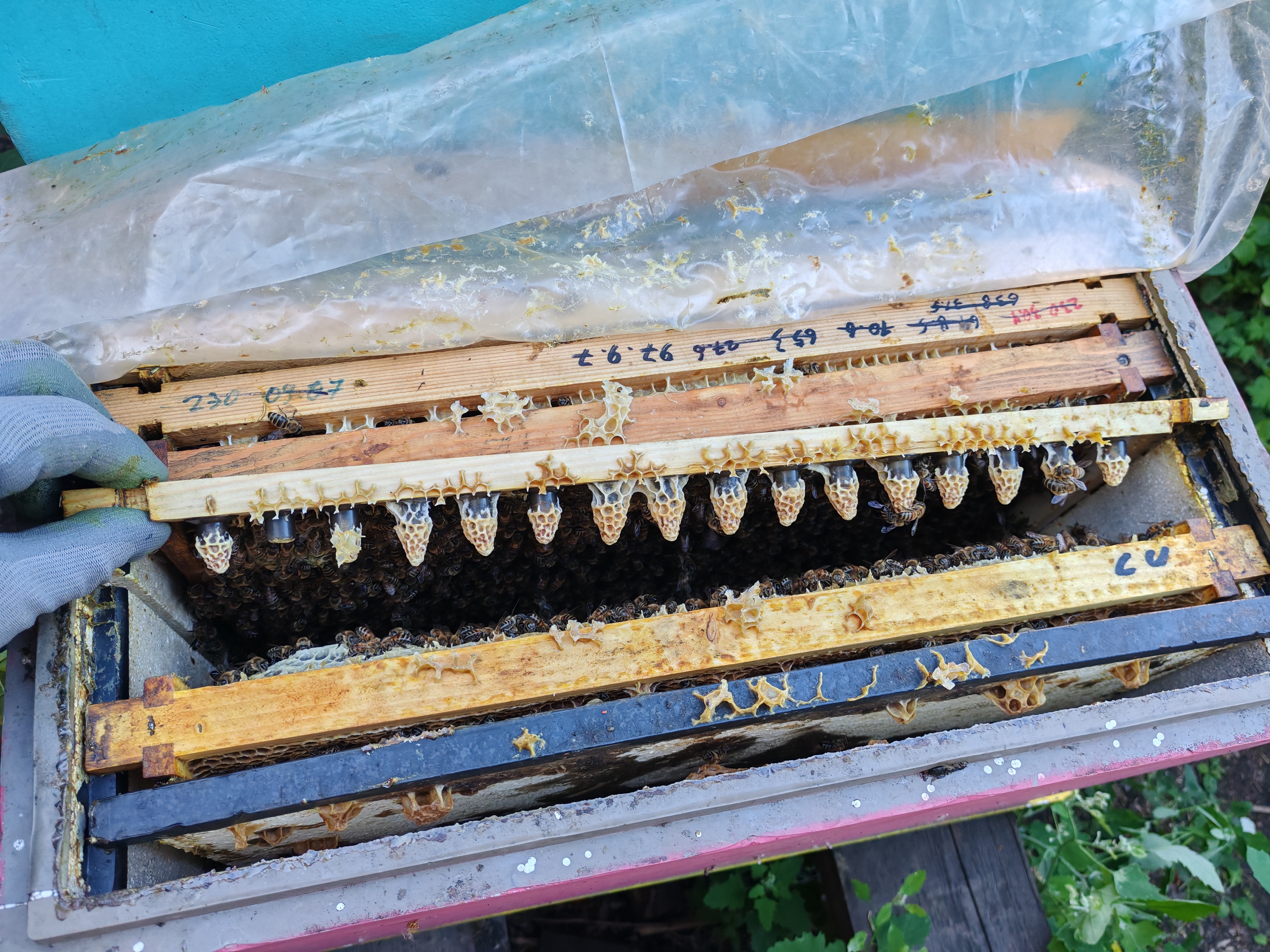 Фото пасеки