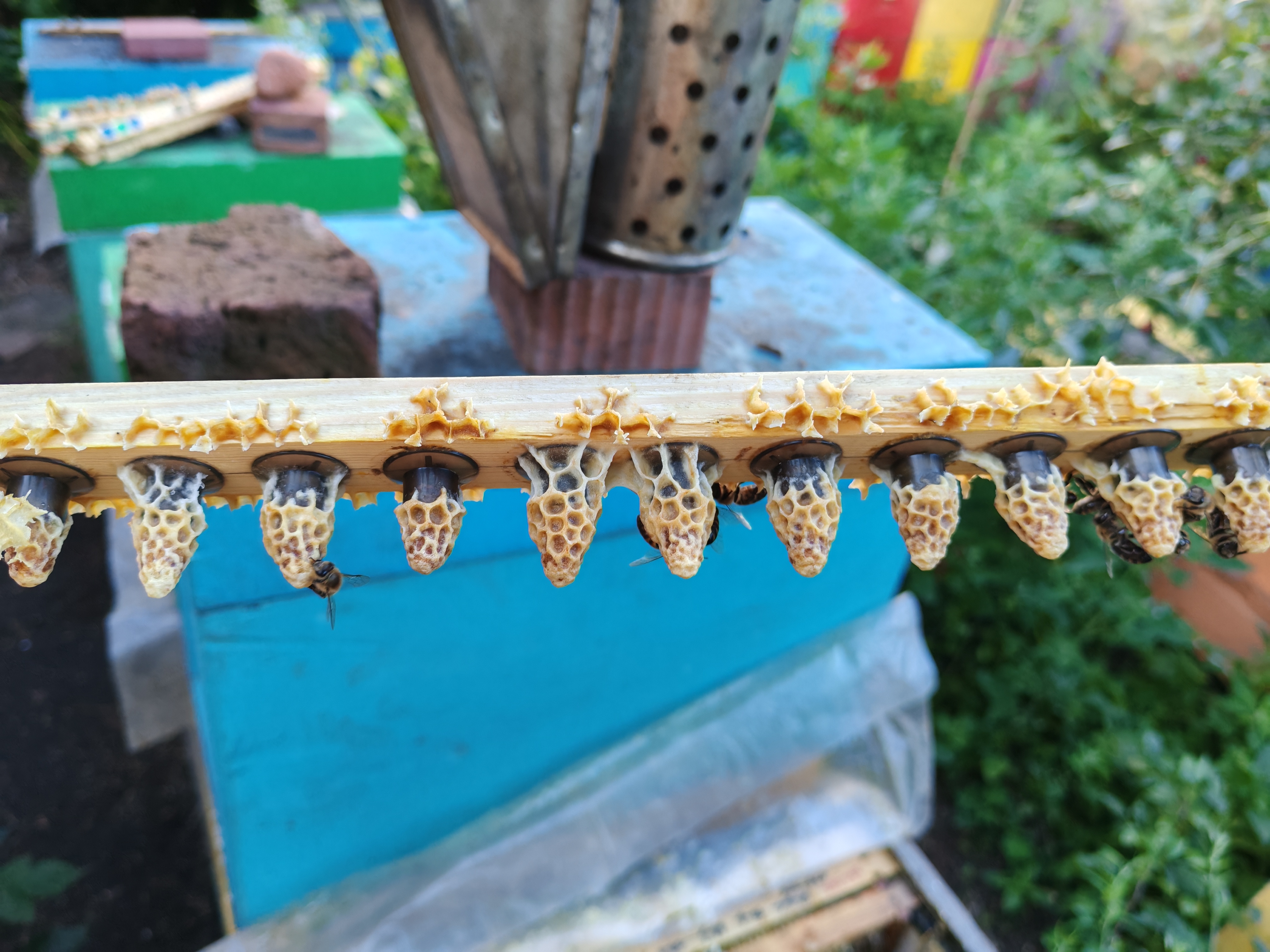 Фото пасеки