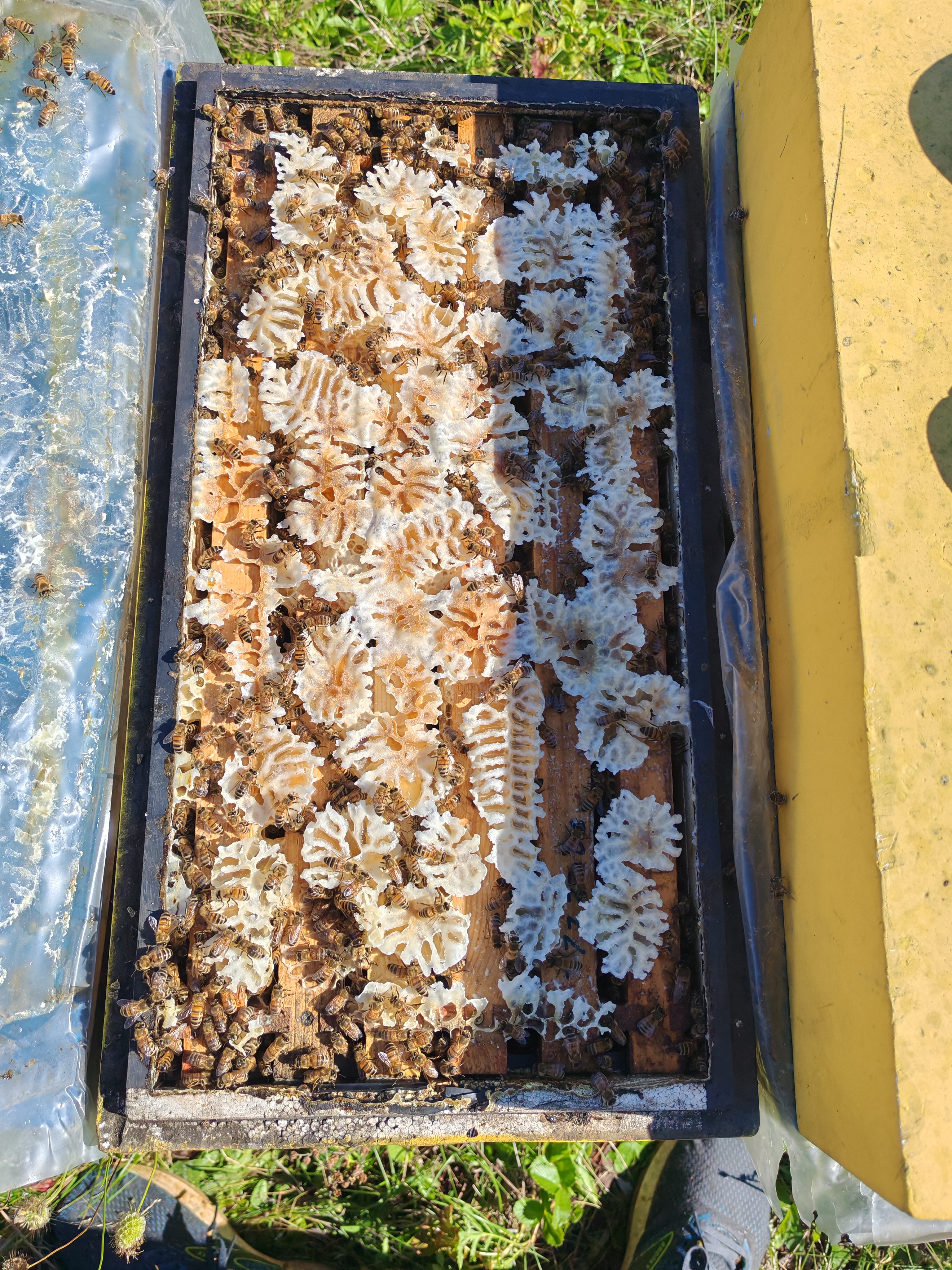 Фото пасеки