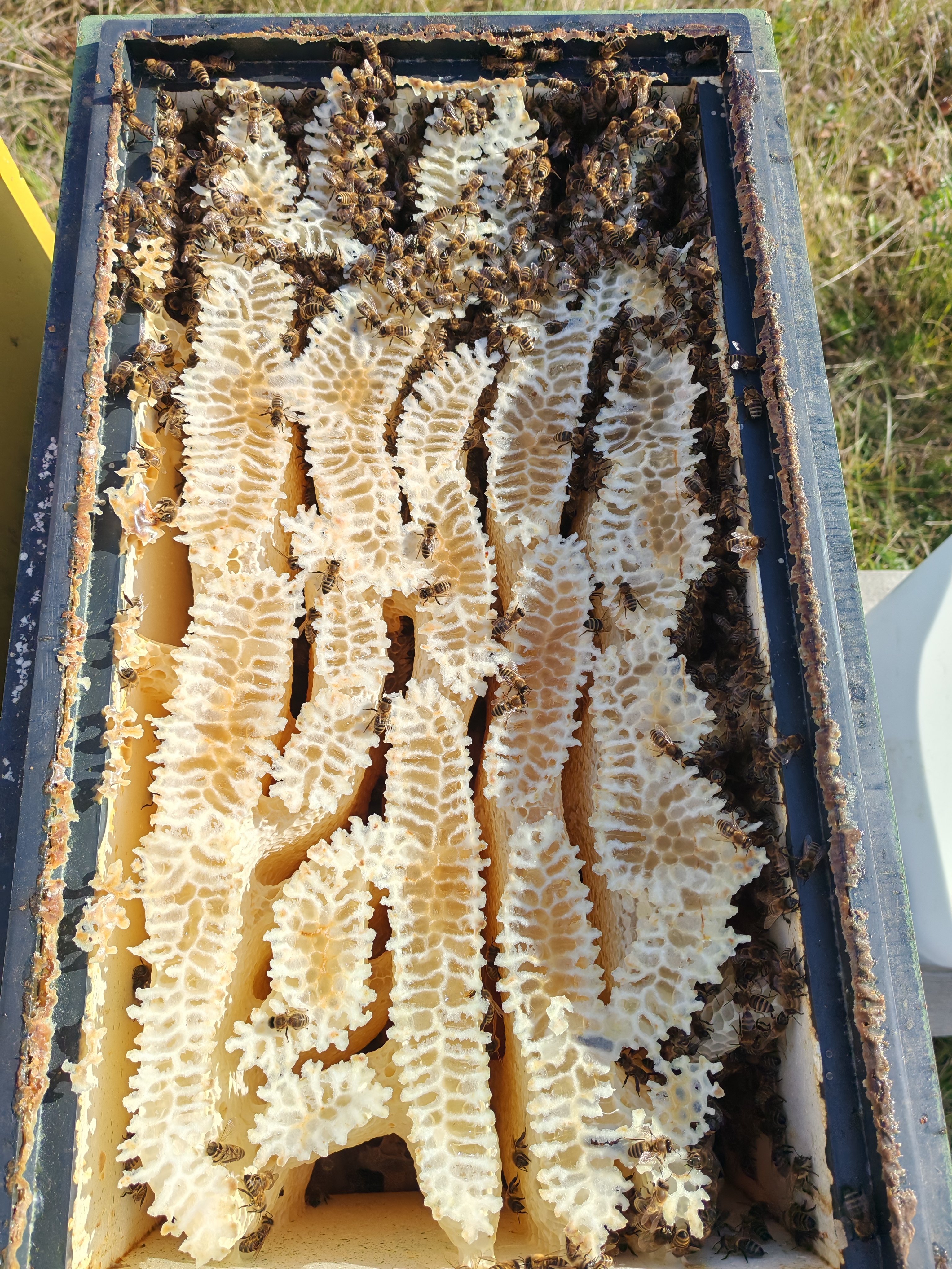 Фото пасеки