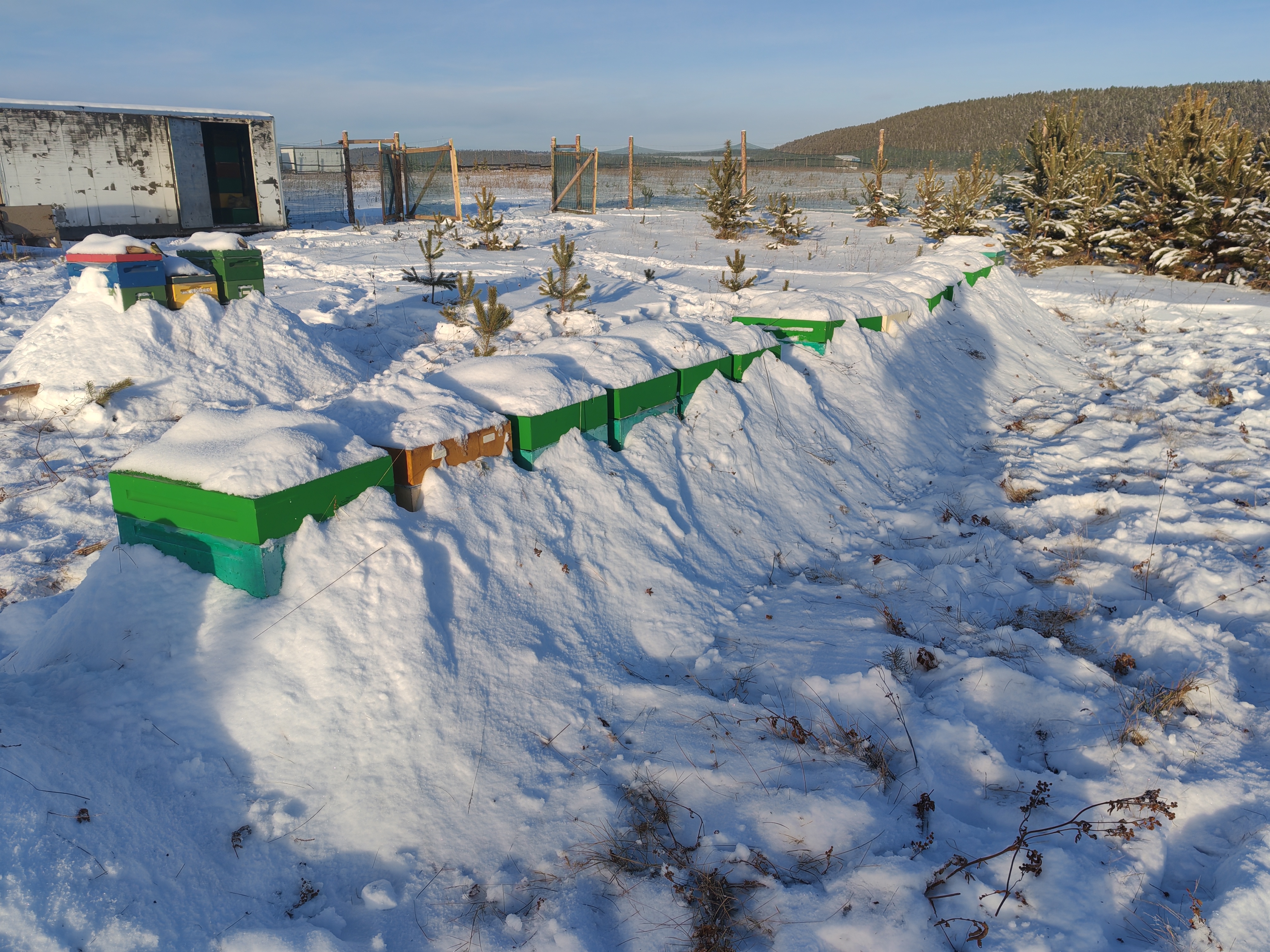 Фото пасеки